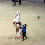 El Arte de los Caballos Andaluces Tarraco Arena 2016